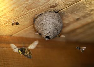 数多くの働きバチが巣を出たり入ったりするから