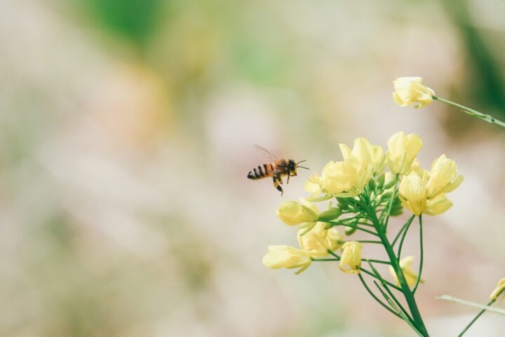 蜂が示すスピリチュアルな意味とは？ 何の象徴？